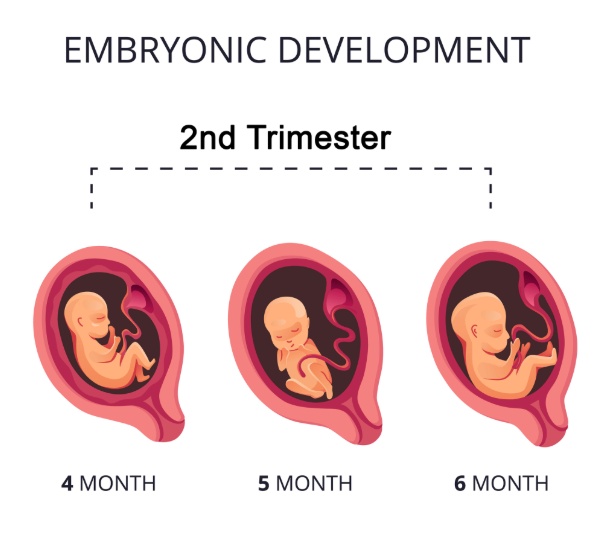 Perkembangan Janin Trimester Kedua